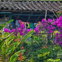 Garden on the street to the bottleneck El Estrecho of the river Rio Magdalena